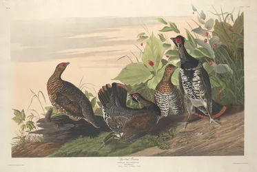 Urogallo moteado, 1833.