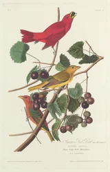 Pájaro rojo de verano, 1828