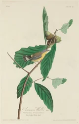 Reinita de Swainson, 1828
