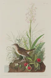 Zorzal Leonado, 1833