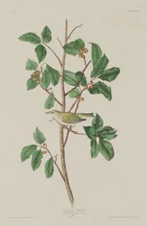 Reinita de Tennessee, 1832