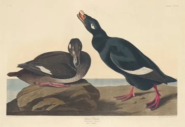 Pato de terciopelo, 1835
