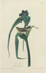 Vireo de Vigors, 1828
