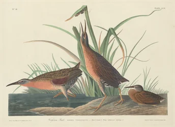 Rascón de Virginia, 1834