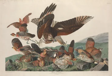 Perdiz de Virginia, 1830