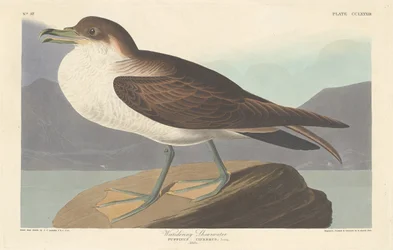 Pardela errante, 1835
