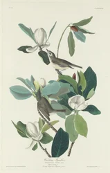 Atrapamoscas cantor, 1831