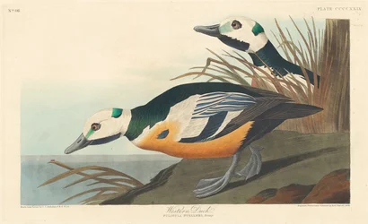 Pato Occidental