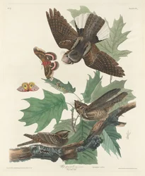 Chotacabras, 1830