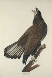 Águila de cabeza blanca