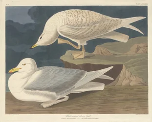 Gaviota Plateada de Alas Blancas