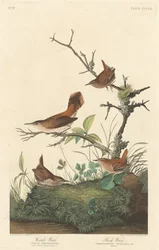 Chochín de invierno y chochín de roca, 1837