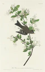 Mosquero de madera