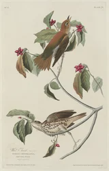 Zorzal de bosque