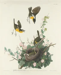 Reinita pechiamarilla