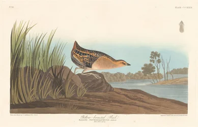 Rascón pechiamarillo, 1836