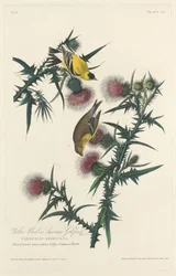 Pájaro amarillo o jilguero americano, 1828