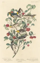 Reinita de Audubon, reinita ermitaña y reinita de garganta negra