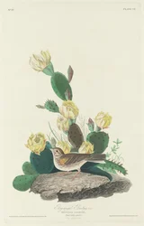 Emberiza con Alas de Bahía