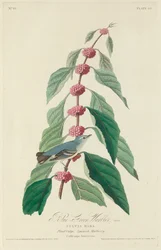 Reinita Azul-Verde