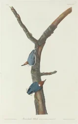 Sitta pusilla