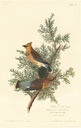 Pájaro cedro