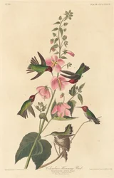 Colibrí Colombiano