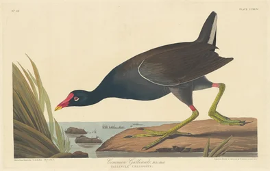 Gallineta común