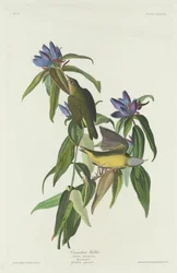 Reinita de Connecticut