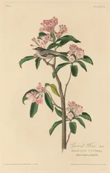 Chochín de Cuvier