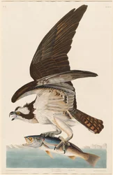 Águila pescadora
