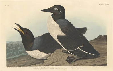Guillemot tonto