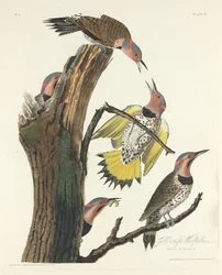 Pájaro carpintero de alas doradas