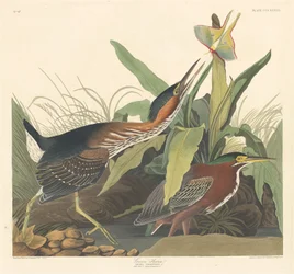Garza Verde