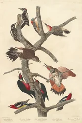 Picoides villosus