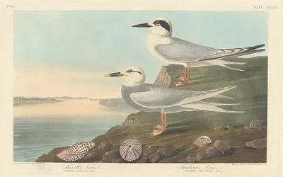 Charrán de Havell y Charrán de Trudeau