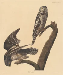 Búho halcón