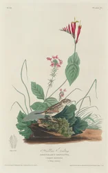 Escribano de Henslow