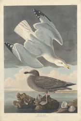Gaviota argéntea