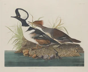 Serreta capuchona