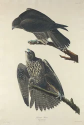 Halcón de Labrador