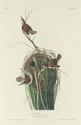 Chochín de pantano