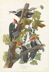 Pájaro carpintero pileado