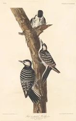 Pájaro Carpintero de Cresta Roja
