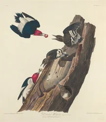 Pájaro carpintero de cabeza roja