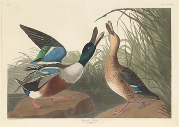 Pato cuchara