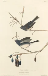 Pájaro de nieve