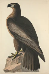 El pájaro de Washington o gran águila marina americana