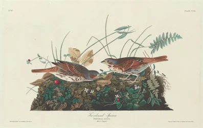 Gorrión Bicolor
