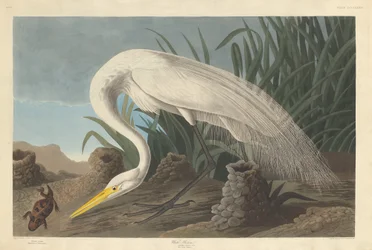 Garza Blanca
